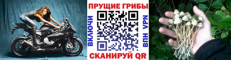 Галлюциногенные грибы Psilocybe  Купить закладки  Обоянь 